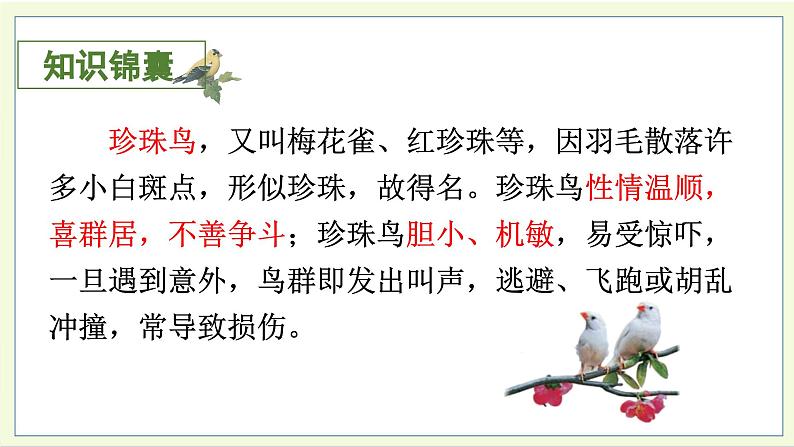 4.珍珠鸟 5语上 第1单元【课件+教案】02