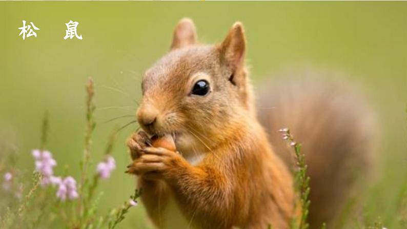 （教学课件）17.松鼠第1页