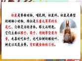 17.松鼠   5语上 第5单元【课件+教案】