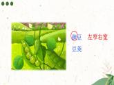 人教版四年级语文上册 第5课 《一个豆荚里的五粒豆》 课件+教案