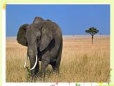 19《大象的耳朵》（课件）统编版语文二年级下册+