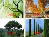部編版語文二上第二單元 任務(wù)一 活動二：做客“木”字大家庭（課件PPT+教案+導(dǎo)讀單）