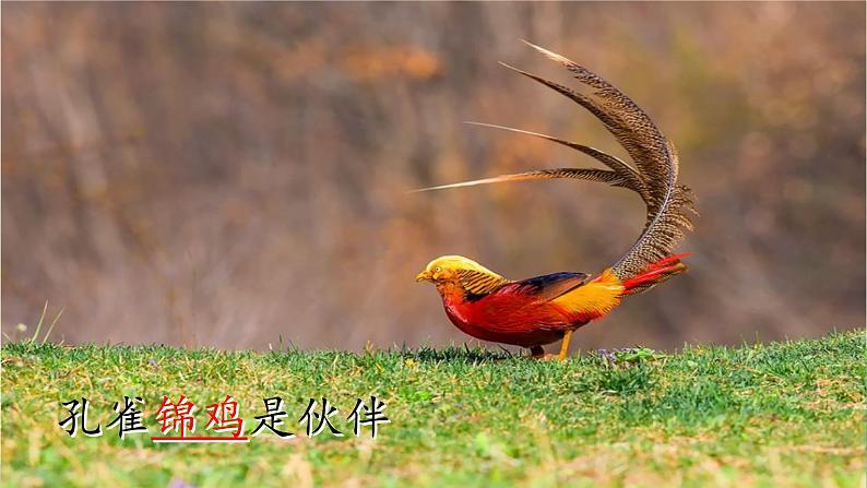 部编版语文二上第二单元 任务一 活动一：动物大集合（课件PPT+教案+导读单）05