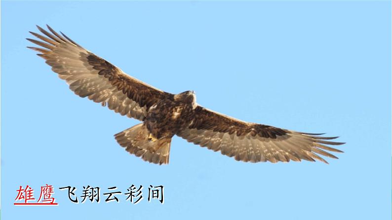 部编版语文二上第二单元 任务一 活动一：动物大集合（课件PPT+教案+导读单）06