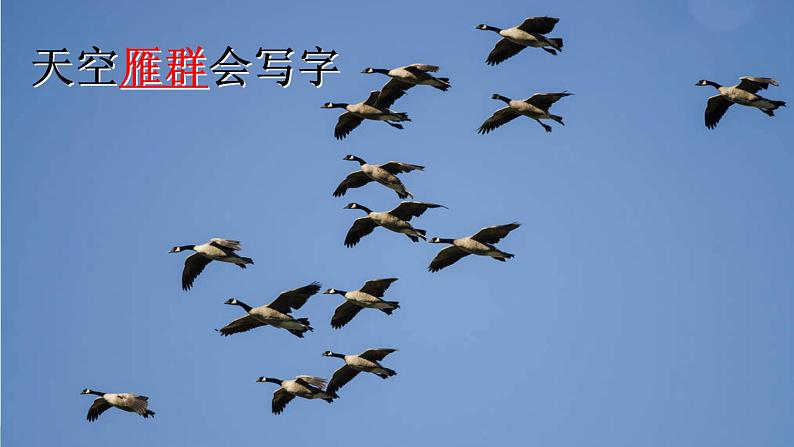 部编版语文二上第二单元 任务一 活动一：动物大集合（课件PPT+教案+导读单）07
