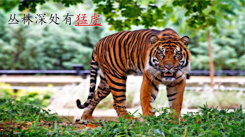 部编版语文二上第二单元 任务一 活动一：动物大集合（课件PPT+教案+导读单）08