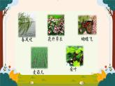 部編版語文二上第二單元導(dǎo)讀課（課件PPT+教案+導(dǎo)讀單）