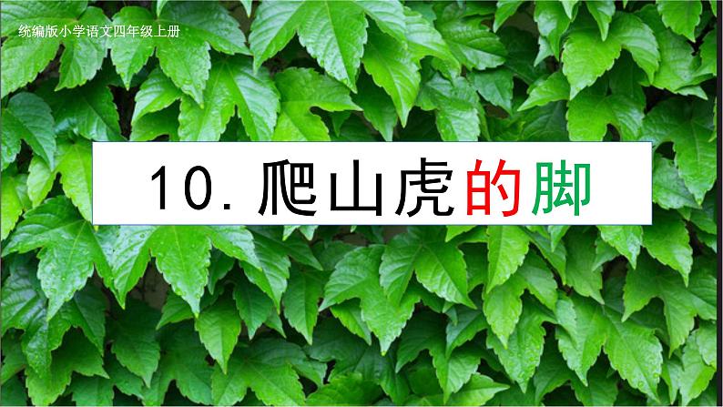 2023-2024学年部编版语文四年级上册公开课教课件 10.爬山虎的脚01