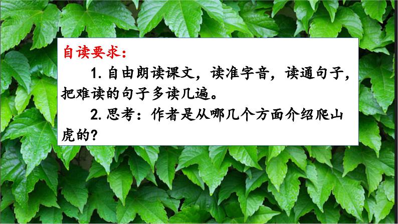 2023-2024学年部编版语文四年级上册公开课教课件 10.爬山虎的脚04