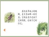 2023-2024学年部编版语文四年级上册公开课课件11蟋蟀的住宅