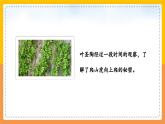 2023-2024学年部编版语文四年级上册公开课教课件 习作：写观察日记