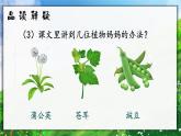 3.植物妈妈有办法 课件+教案+作业