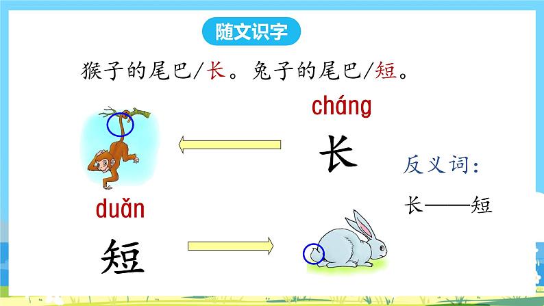 人教部编语文1上 第6单元 6.《比尾巴》 PPT课件+教案+练习05