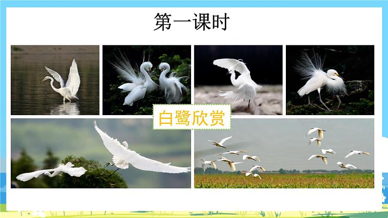 部编版五上语文  1 《白鹭》  课件+教案+练习02