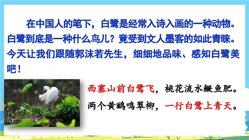 部编版五上语文  1 《白鹭》  课件+教案+练习03