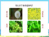 人教部编语文2上 第1单元 3.《植物妈妈有办法》 PPT课件+教案+练习