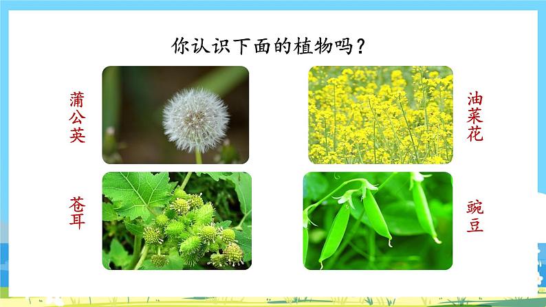 人教部编语文2上 第1单元 3.《植物妈妈有办法》 PPT课件+教案+练习02