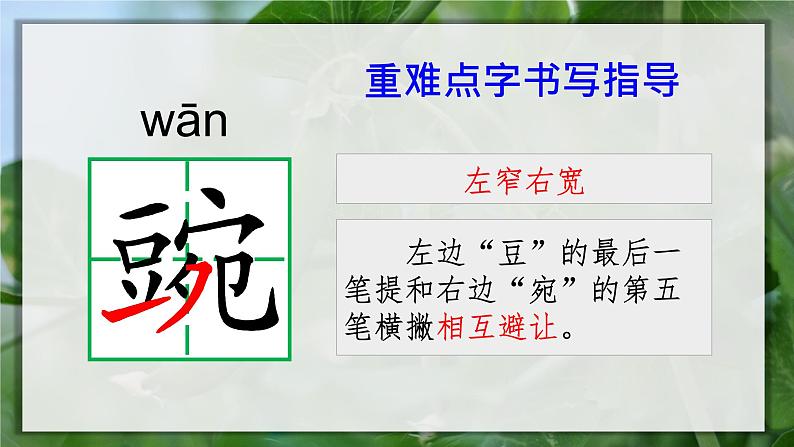 5.一个豆荚里的五粒豆（课件+教案）05