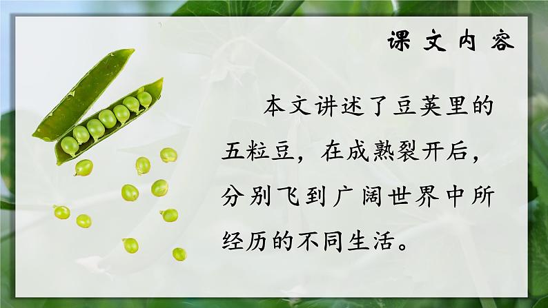 5.一个豆荚里的五粒豆（课件+教案）07