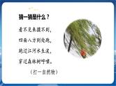人教部编语文2上 第8单元 24. 风娃娃 PPT课件+教案+练习