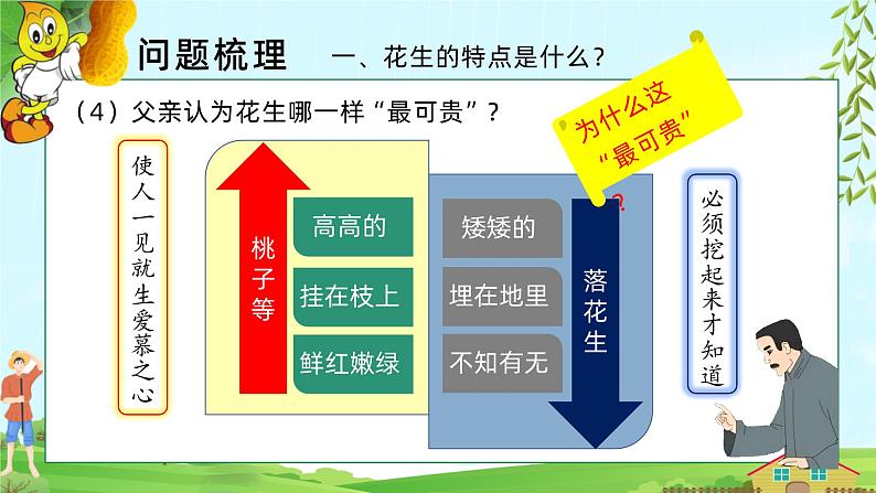 2.落花生 第二课时 课件+教案04