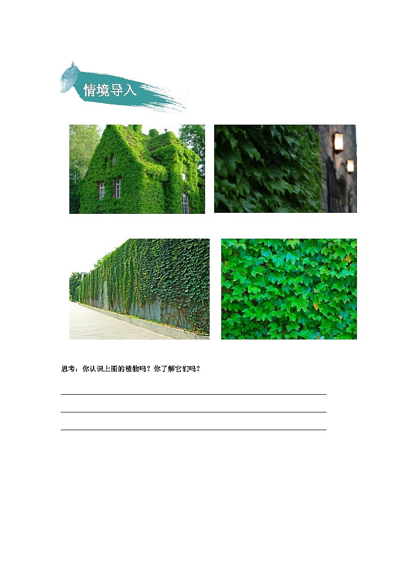 【知识精讲精练】部编版语文四年级上册-第三单元 -第10课：爬山虎的脚语文 知识点讲义+练习（教师版+学生版）02