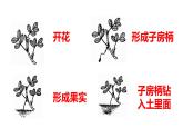 2落花生（课件）人教部编版五年级上册语文