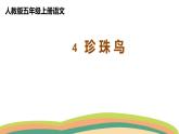 4 珍珠鸟（课件）人教部编版五年级上册语文