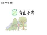 小学语文部编版六年级上册第20课《青山不老》课件（2023秋新课标版）