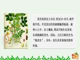 人教版五年级上册语文 落花生课件PPT