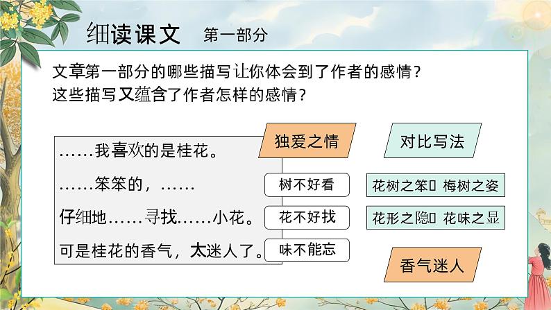 3.桂花雨 第二课时 课件+教案04