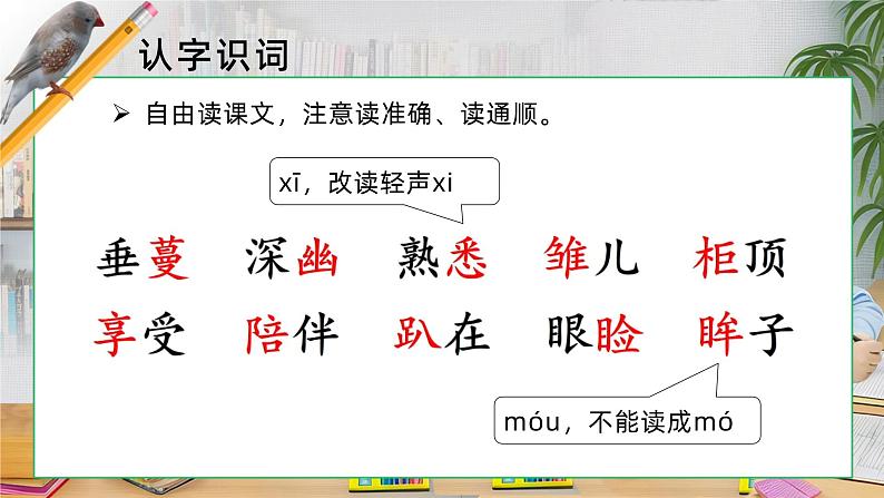 4.珍珠鸟 课件+教案05