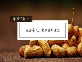 部编版语文五年级上册 第二课《落花生》（第一课时） 同步课件+同步练习+同步教案+导学案