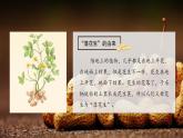 部编版语文五年级上册 第二课《落花生》（第一课时） 同步课件+同步练习+同步教案+导学案