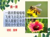 14，蜜蜂 自用课件PPT