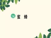 14，蜜蜂 自用课件PPT