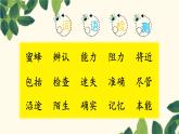 14，蜜蜂 自用课件PPT
