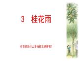 3 桂花雨（课件）-统编版语文五年级上册