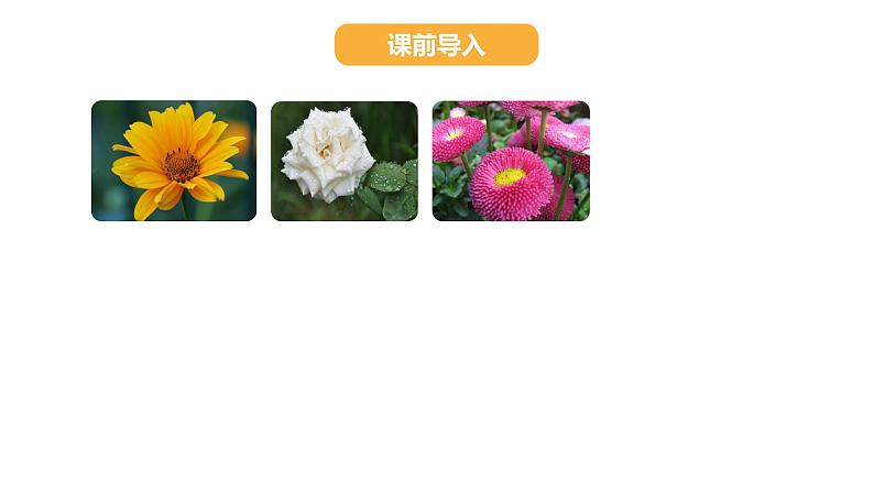 人教部编版六年级上册第四课花之歌精品课件02