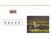 1 白鹭 课件-部编版语文五年级上册