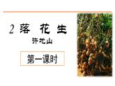 2 落花生 课件-部编版语文五年级上册