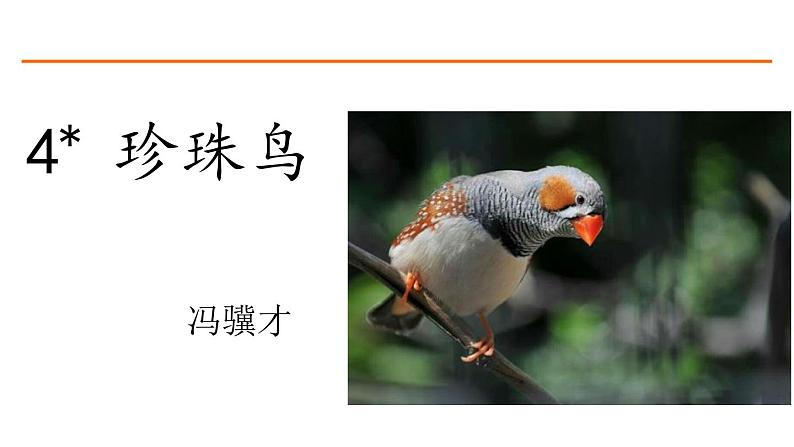 4 珍珠鸟 课件-部编版语文五年级上册第1页