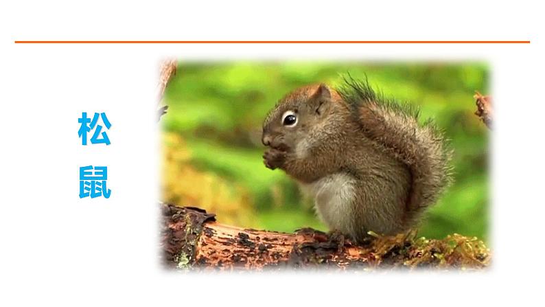 17 松鼠 课件-部编版语文五年级上册02