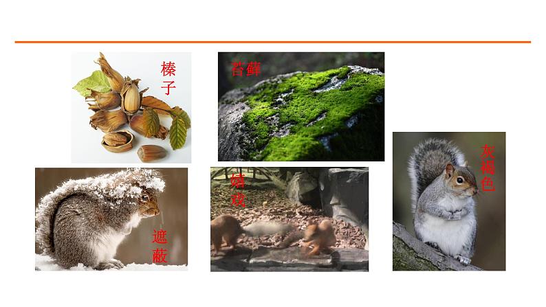 17 松鼠 课件-部编版语文五年级上册03