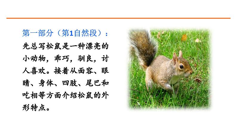 17 松鼠 课件-部编版语文五年级上册04
