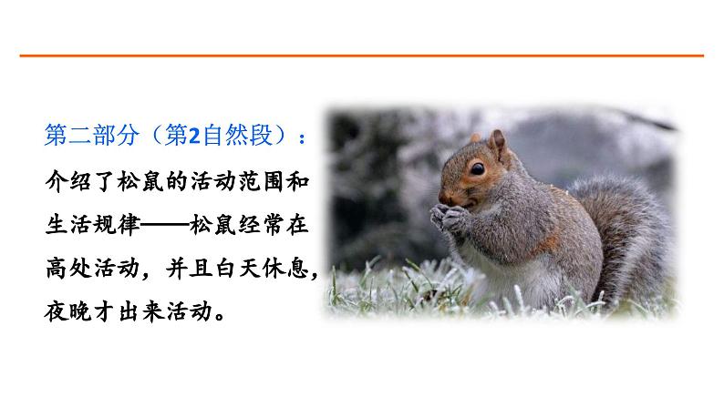 17 松鼠 课件-部编版语文五年级上册05