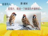 人教部编版小学四年级语文上册《16 麻雀》课堂教学课件PPT公开课