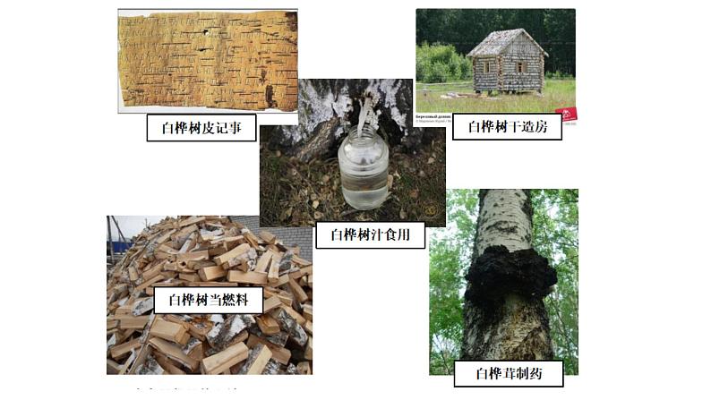 四年级下册第三单元11.白桦课件PPT第2页