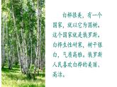 四年级下册第三单元11.白桦课件PPT