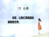 四年级下册第三单元11.白桦课件PPT